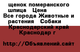 щенок померанского шпица › Цена ­ 45 000 - Все города Животные и растения » Собаки   . Краснодарский край,Краснодар г.